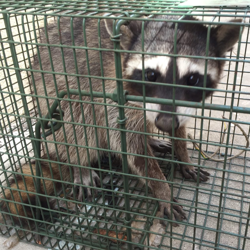 Santa Monica Raccoon Removal
