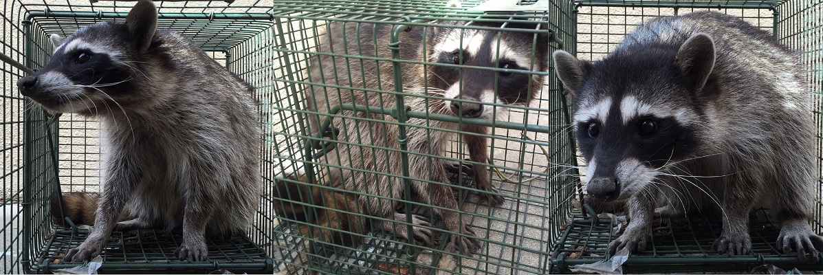 Raccoon Trapping and Removal